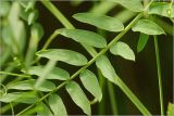 Vicia cracca. Часть листа. Московская обл., Раменский р-н, окр. дер. Хрипань, садовый участок. 22.06.2026.