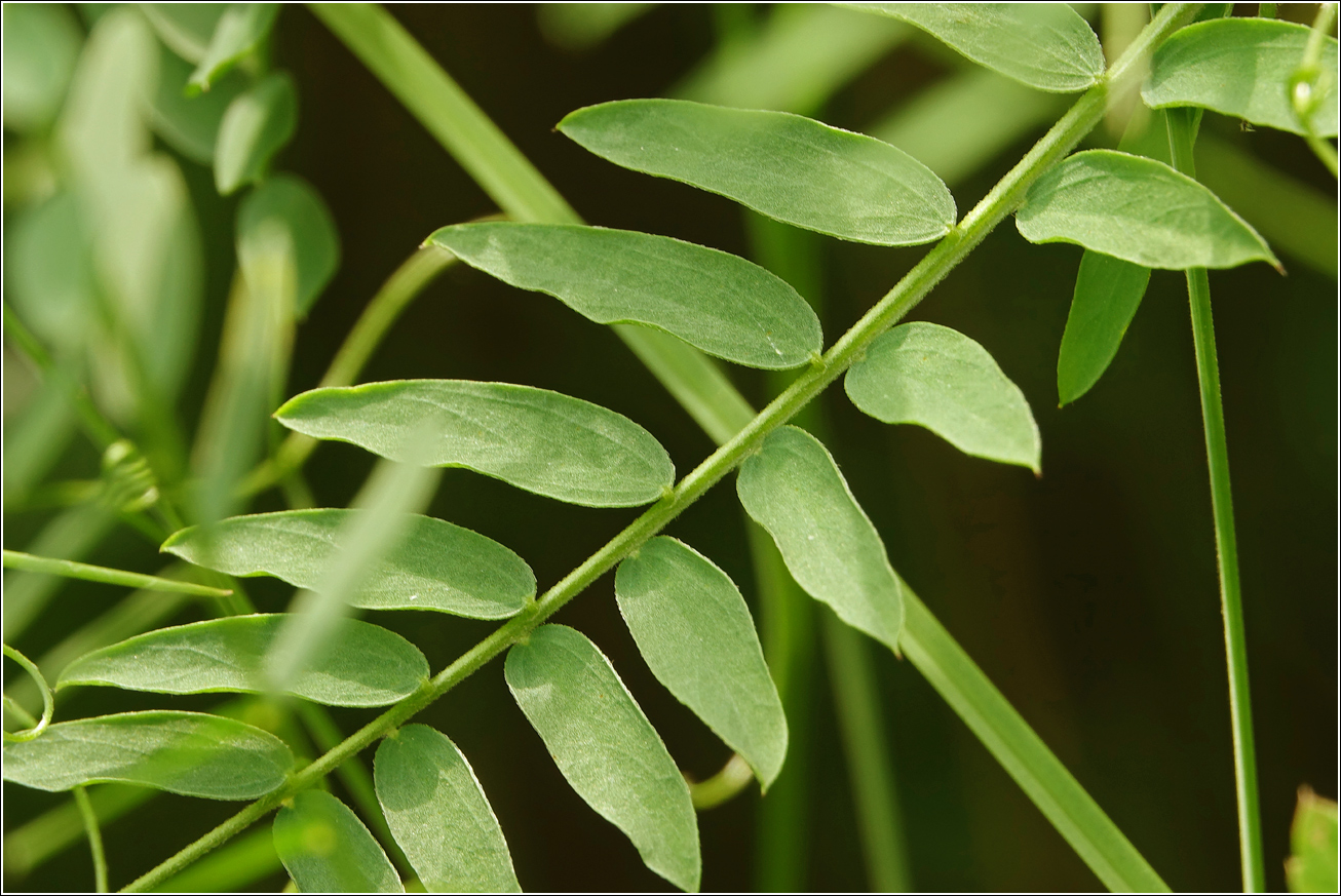 Image of Vicia cracca specimen.