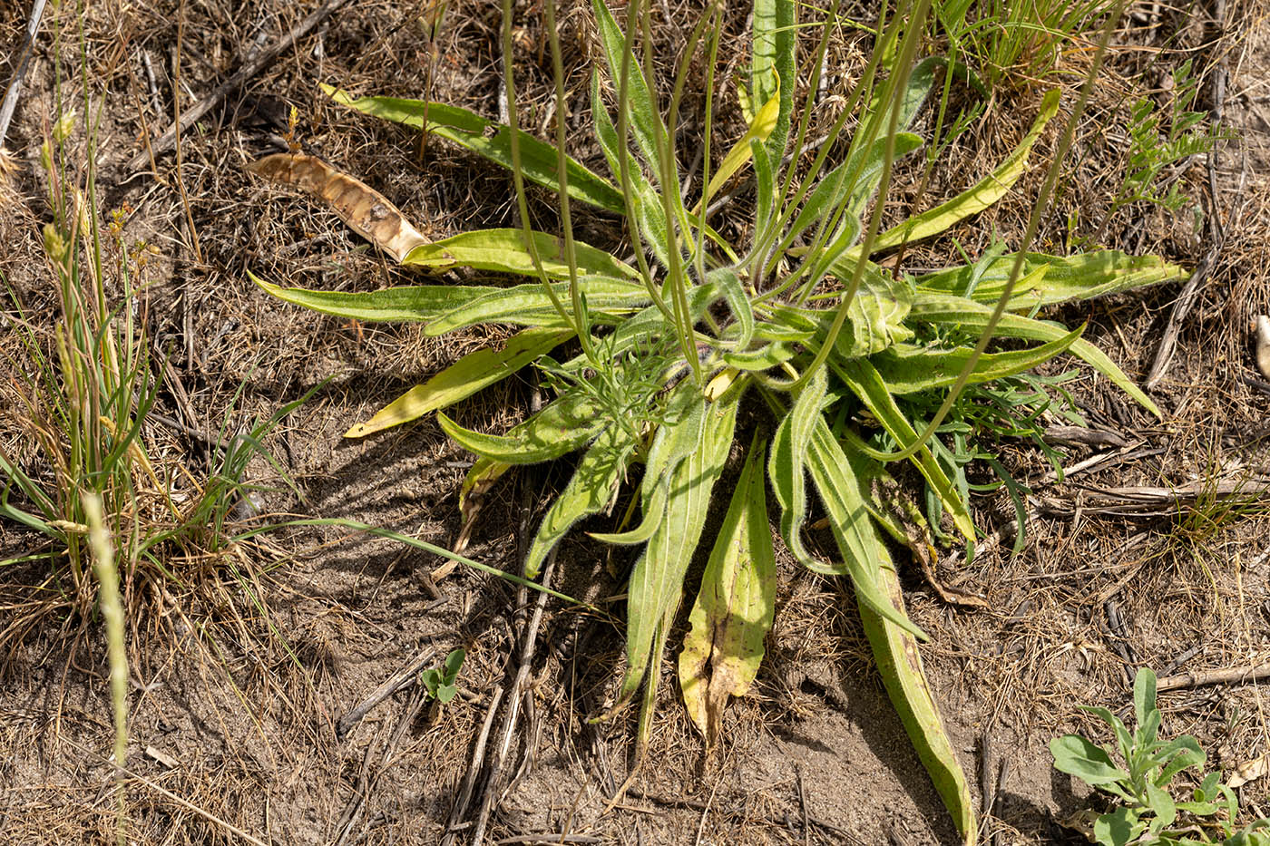 Изображение особи Plantago lanceolata.