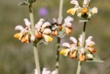 Phlomoides fetisowii. Средние части соцветий. Кыргызстан, Чуйская обл., Жайылский р-н, Сусамырская дол., ок. 4 км к СВ от с. Кожомкул. ок. 2300 м н.у.м., каменистый склон, разнотравное сообщество. 06.07.2026.
