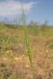 familia Poaceae. Соцветие. Астраханская обл., Наримановский р-н, окр. пос. Сайгачный, Пески Давсна, частично закреплённые пески. 10 мая 2026 г.