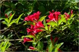 Weigela hybrida. Часть цветущей ветви. Московская обл., Раменский р-н, окр. дер. Хрипань, садовый участок. 17.06.2026.