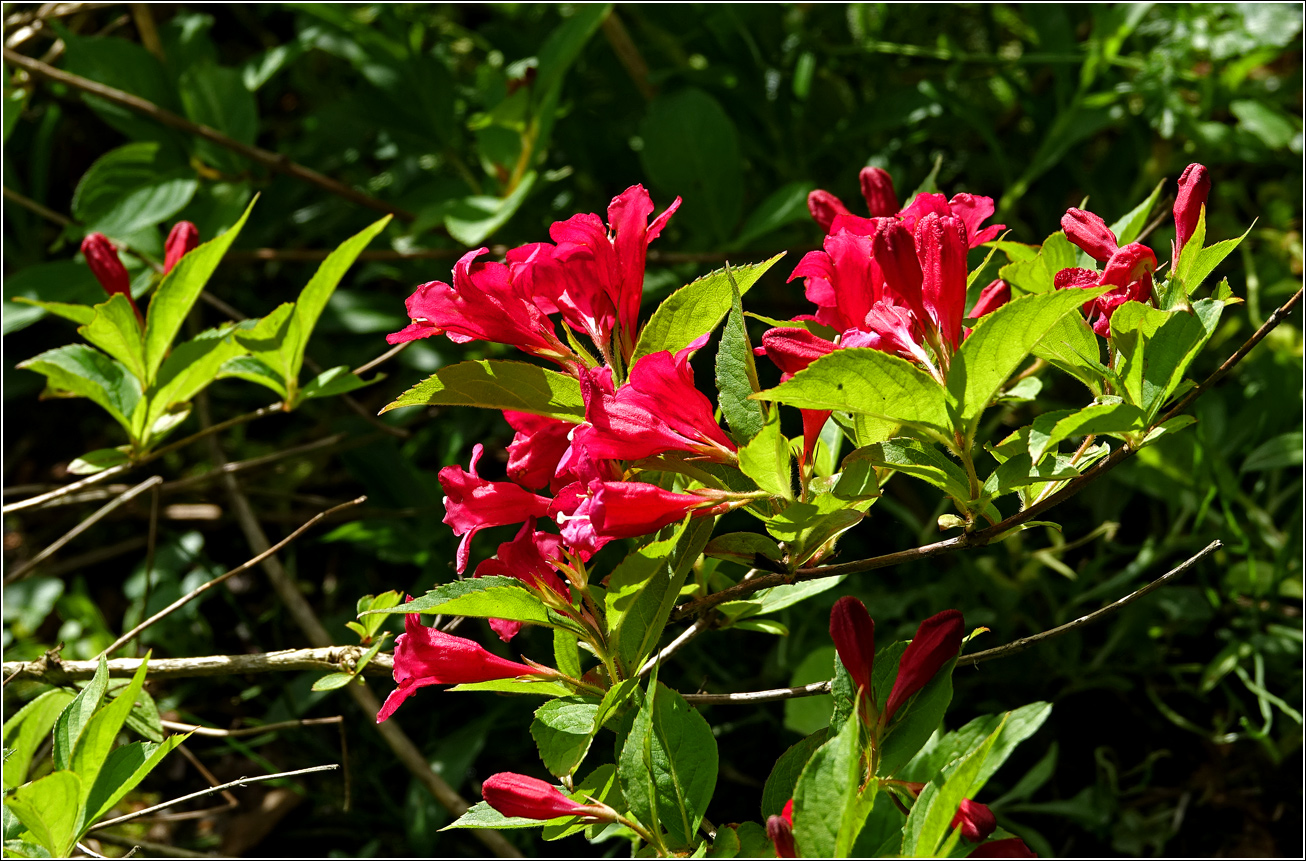 Image of Weigela hybrida specimen.