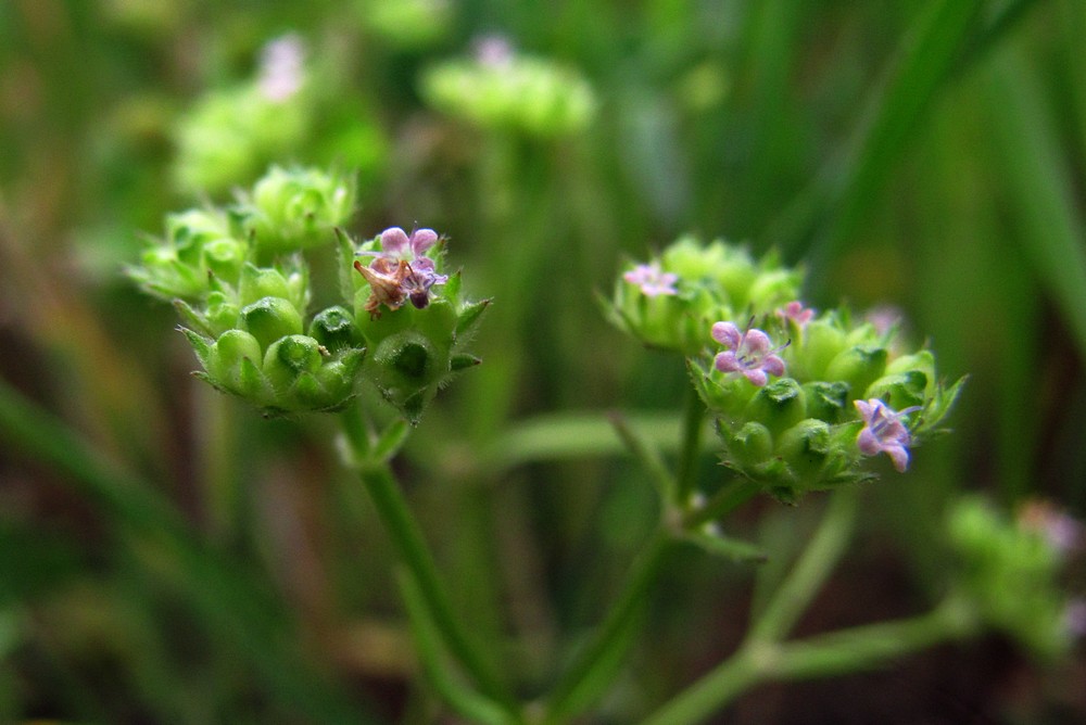 Image of Valerianella pumila specimen.