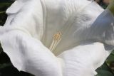 Datura wrightii. Средняя часть цветка. Крым, Севастополь, пустырь. 08.08.2026.