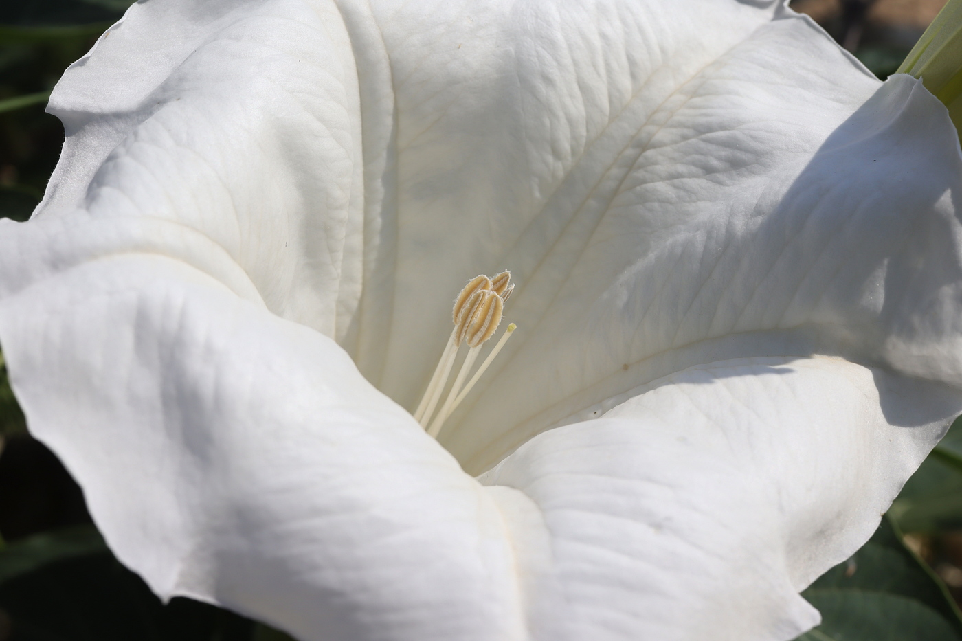 Image of Datura wrightii specimen.