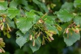 Acer tataricum