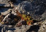 Saxifraga spinulosa. Отплодоносившее растение в расщелине скалы. Полярный Урал, басс. р. Собь, верховья ручья Кемьрезьрузь, средняя часть склона горы. 12.08.2026.