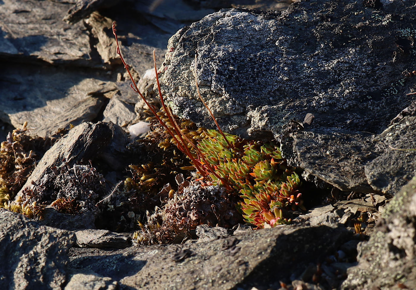 Image of Saxifraga spinulosa specimen.