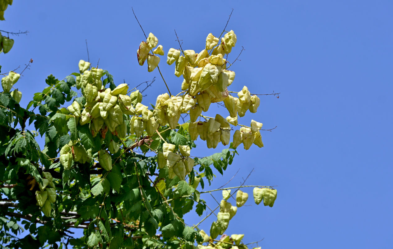 Изображение особи Koelreuteria paniculata.