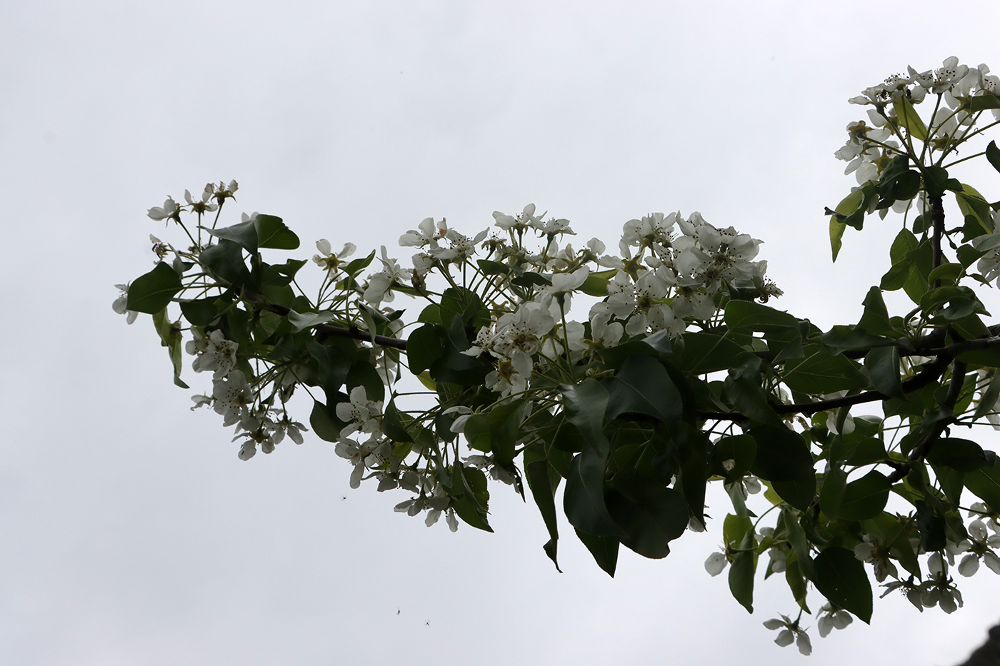 Image of Pyrus korshinskyi specimen.