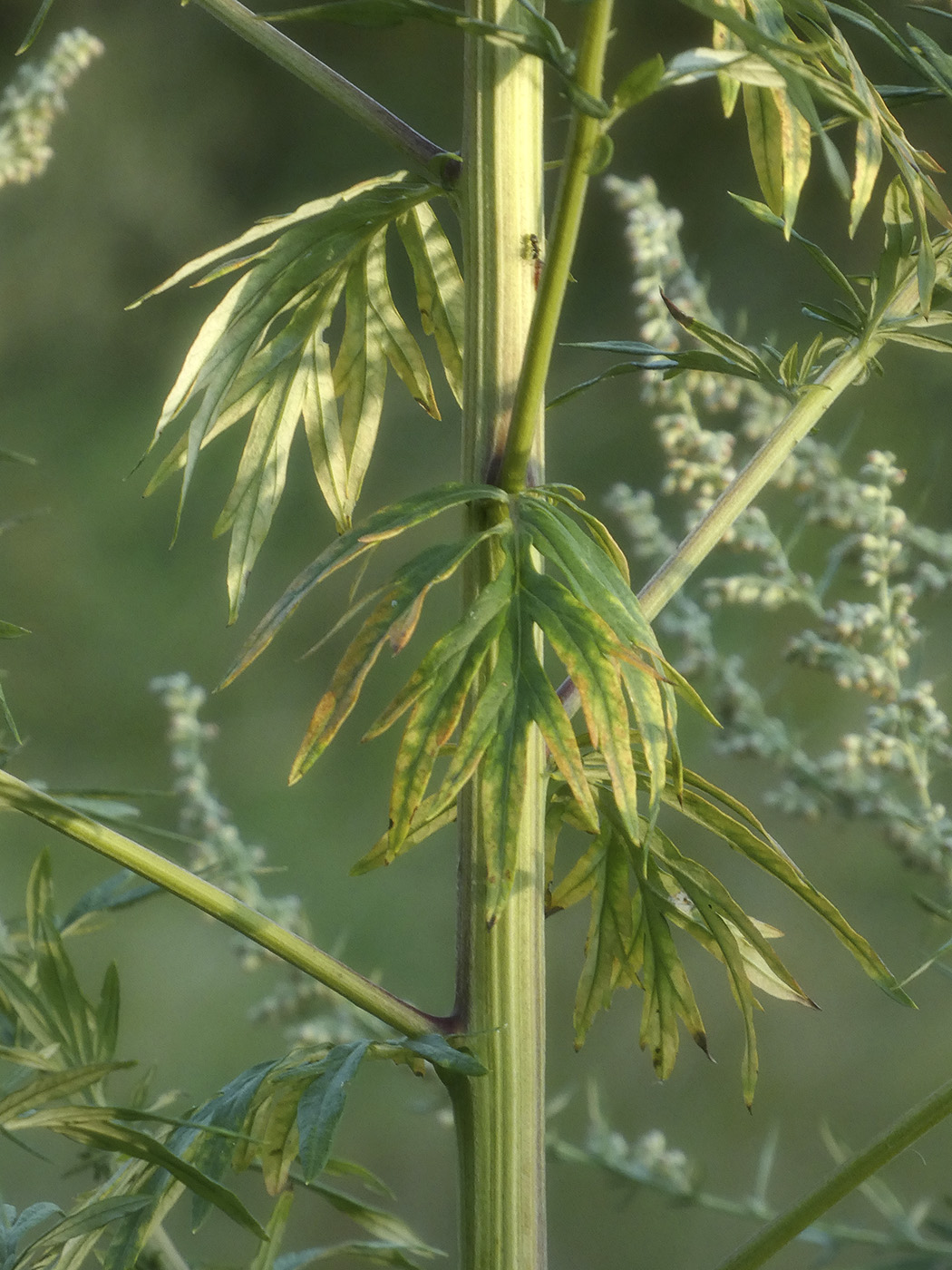 Image of Unknown species specimen.