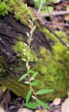 Artemisia integrifolia