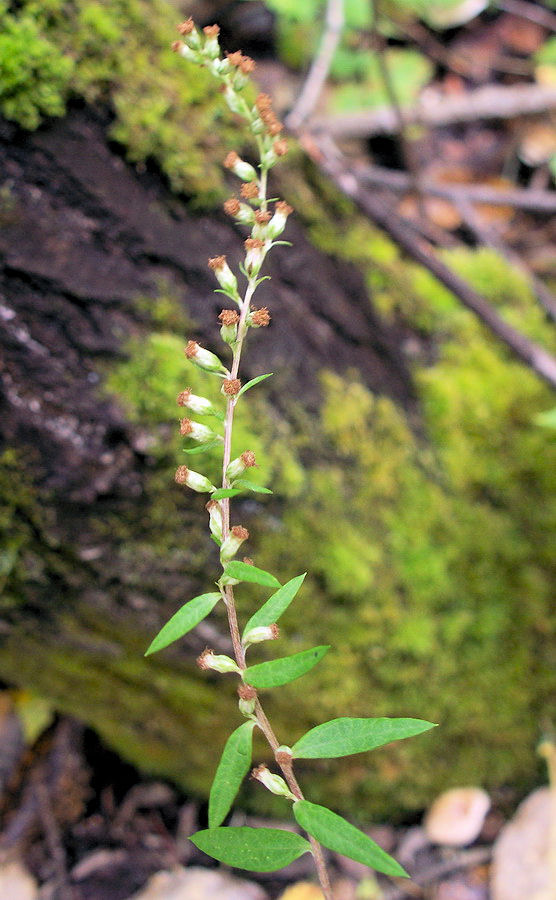 Изображение особи Artemisia integrifolia.