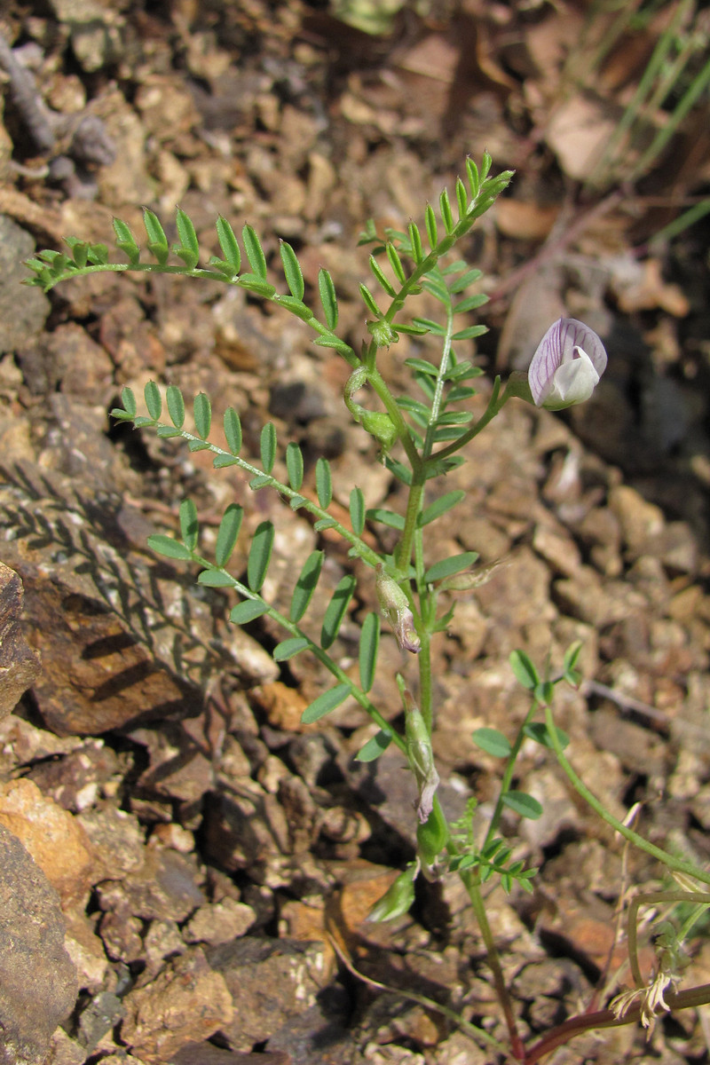 Изображение особи Vicia ervilia.