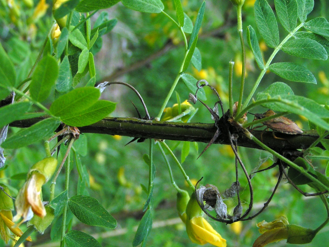 Изображение особи Caragana arborescens.