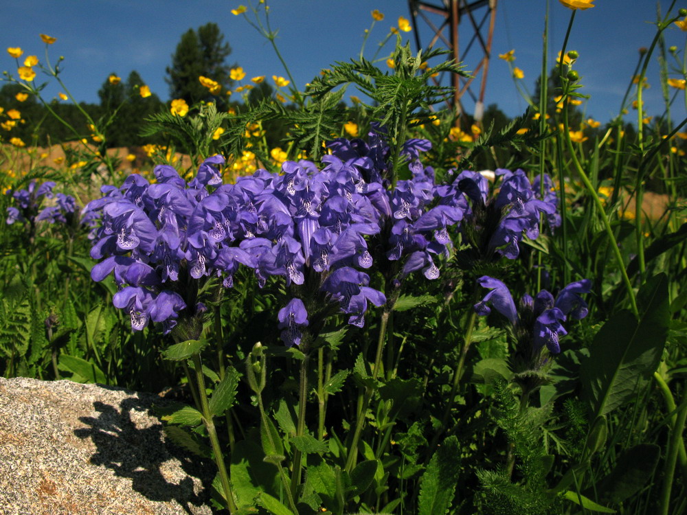 Image of Dracocephalum grandiflorum specimen.