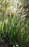 Calamagrostis