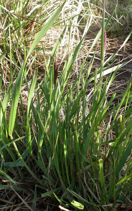 Изображение особи род Calamagrostis.