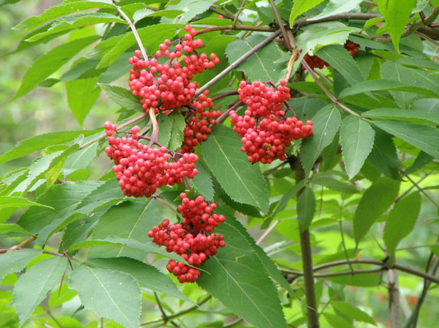 Изображение особи Sambucus racemosa.