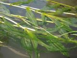 Potamogeton × cognatus. Побеги. Татарстан, Бавлинский р-н, р. Ик. 04.07.2011.
