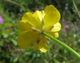 genus Ranunculus