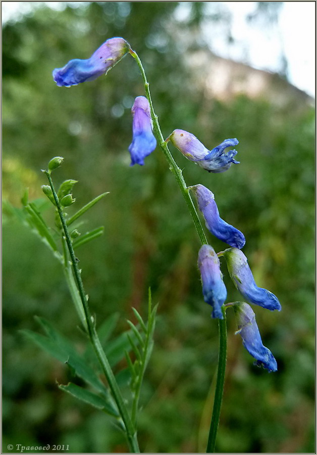 Image of Vicia cracca specimen.