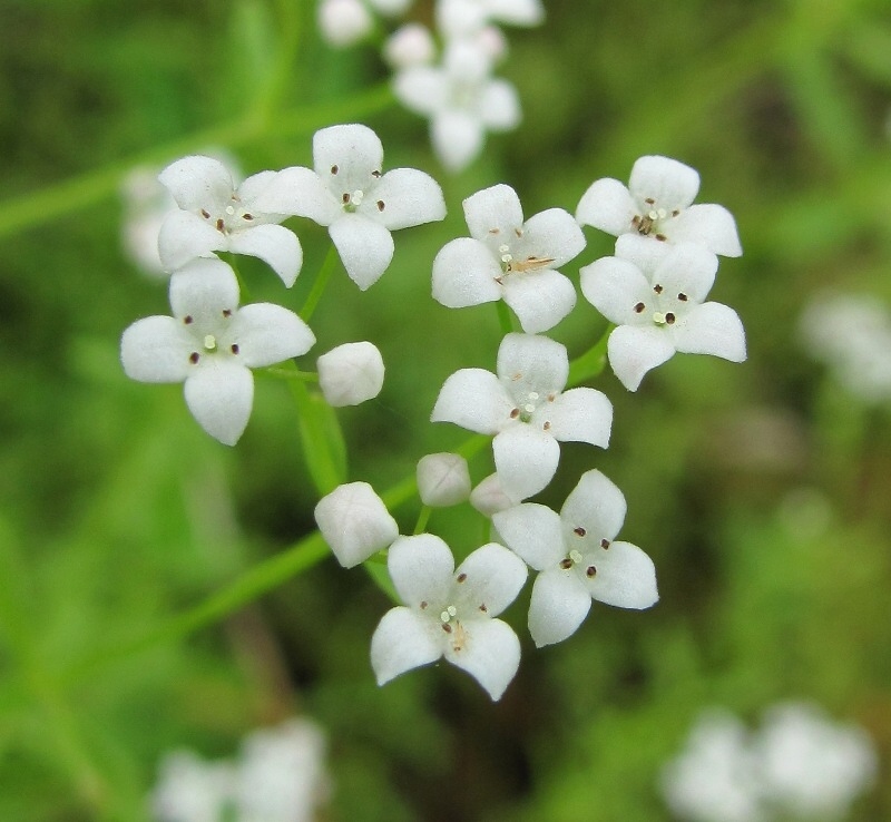 Image of Galium palustre specimen.