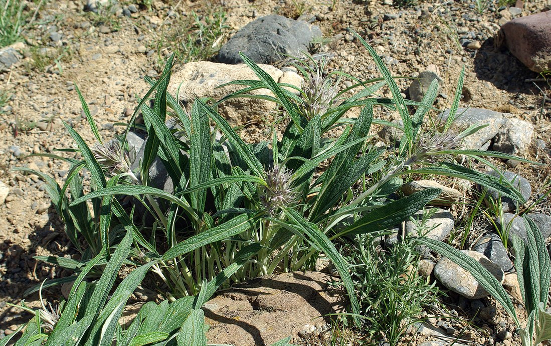 Image of Phlomis mindshelkensis specimen.