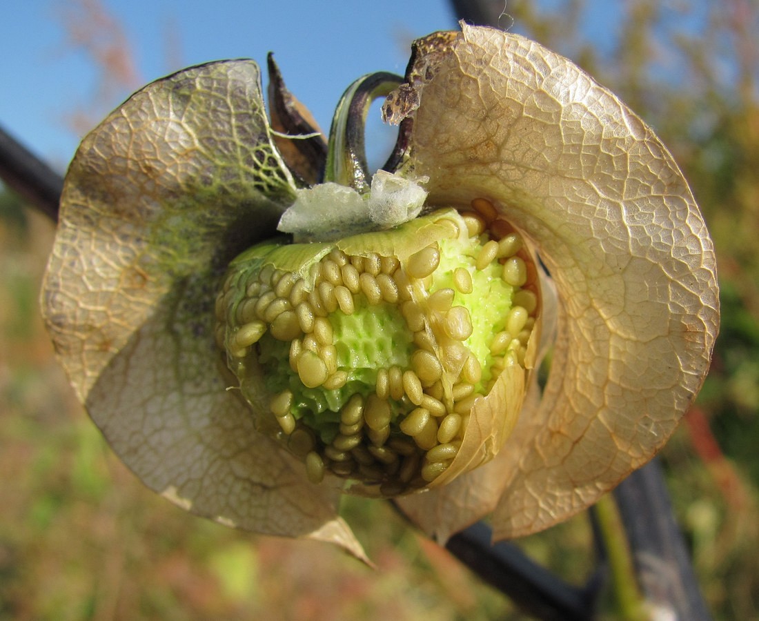 Image of Nicandra physalodes specimen.