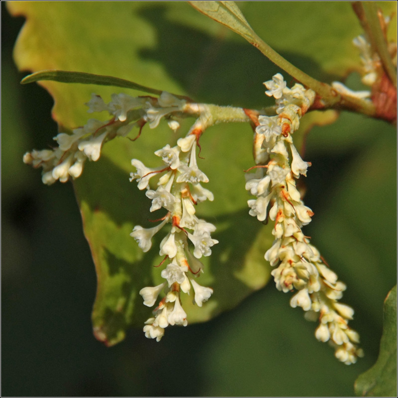 Изображение особи Reynoutria sachalinensis.