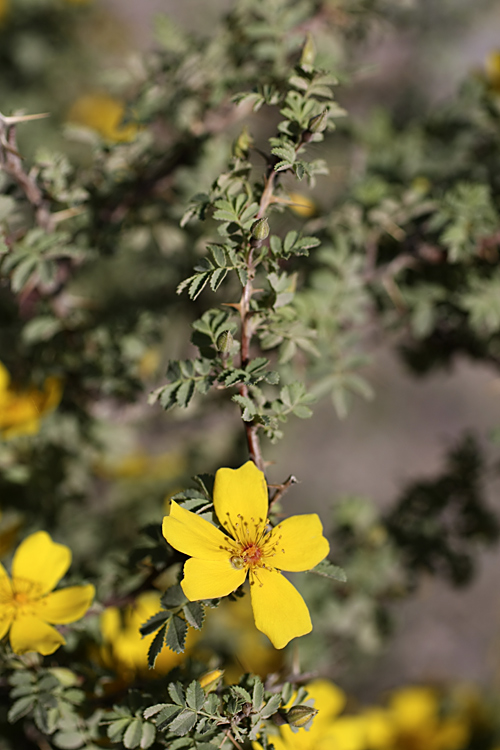 Image of Rosa ecae specimen.
