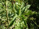 Delphinium cyananthum