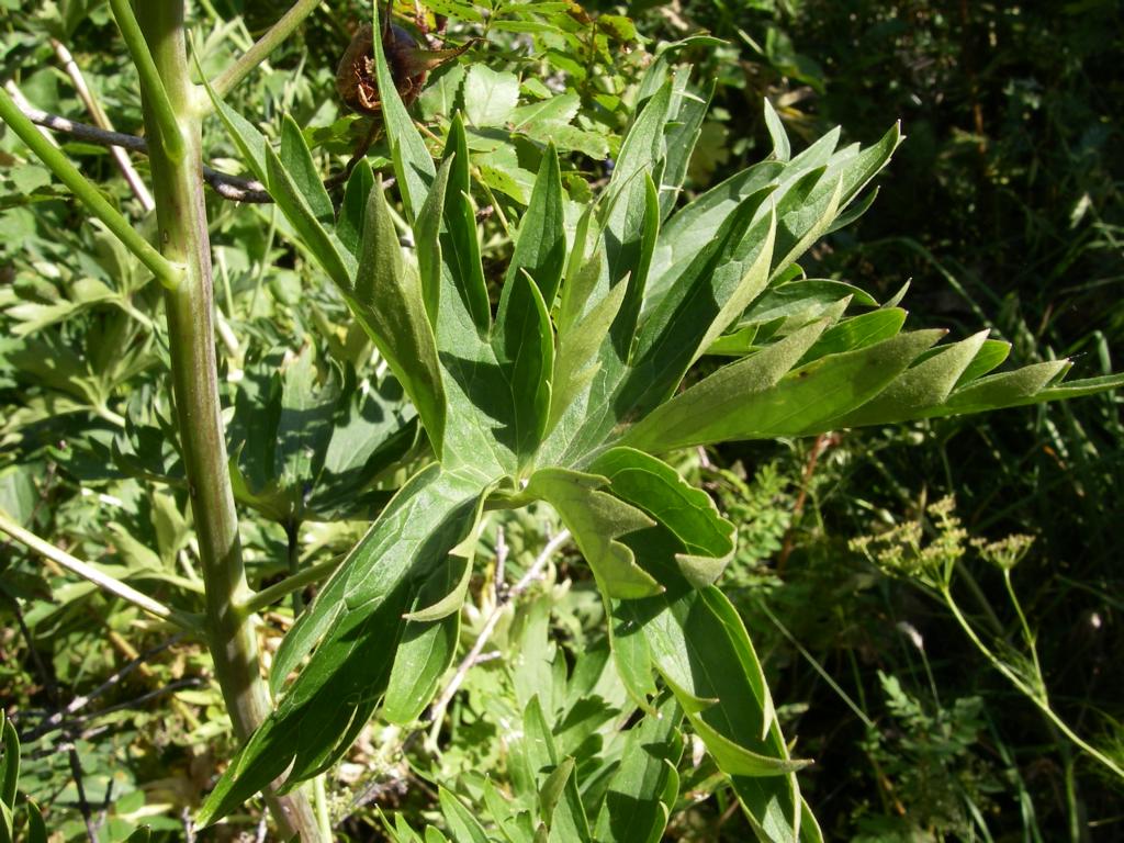 Image of Delphinium cyananthum specimen.