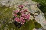 Sempervivum caucasicum. Цветущее растение. Кавказ, Приэльбрусье, долина р. Терскол, высота 2350 м н.у.м. 06.08.2009.