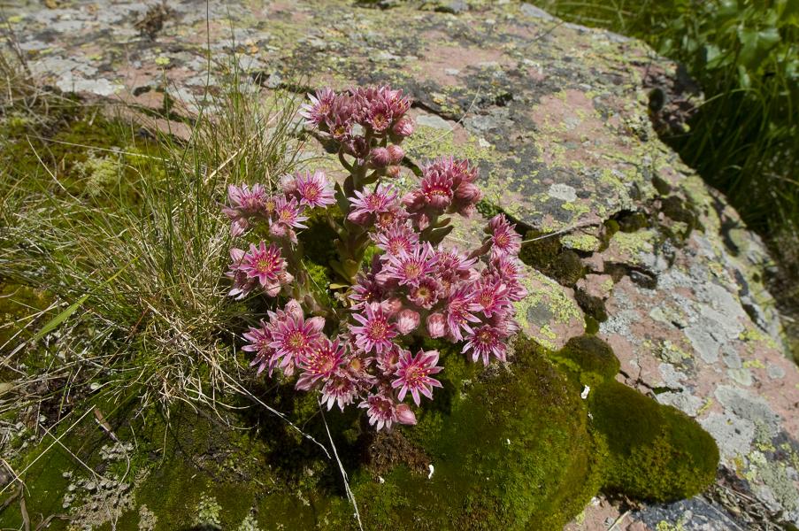 Изображение особи Sempervivum caucasicum.