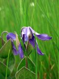 Clematis integrifolia