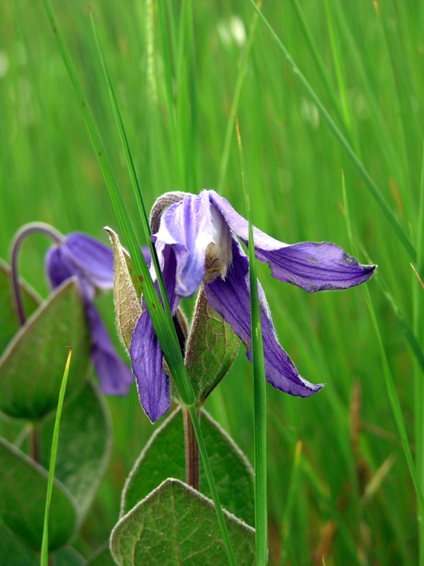 Image of Clematis integrifolia specimen.