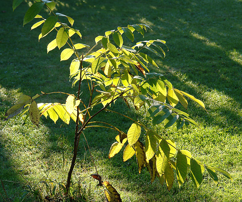 Изображение особи Juglans mandshurica.