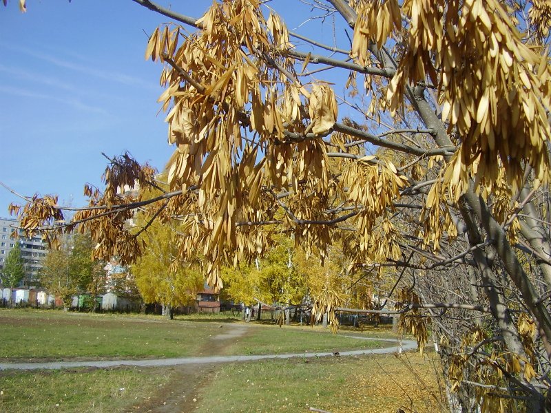 Изображение особи Fraxinus pennsylvanica.