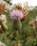 Cirsium arvense