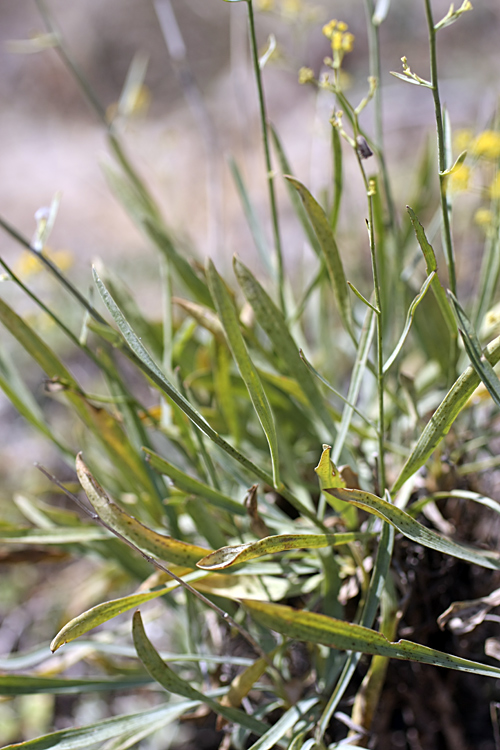 Image of Bupleurum exaltatum specimen.