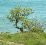 Quercus pubescens. Взрослое дерево над приморским обрывом. Черноморское побережье Кавказа, Новороссийск, южнее мыса Шесхарис. 6 мая 2009 г.