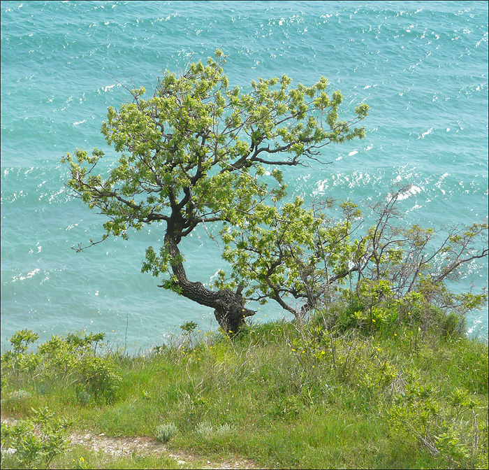 Изображение особи Quercus pubescens.