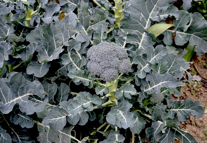 Изображение особи Brassica oleracea var. italica.