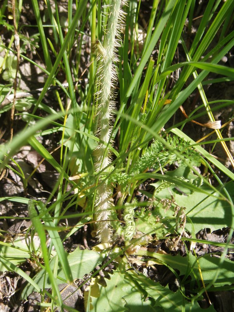 Image of Chondrilla latifolia specimen.