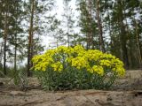 Alyssum lenense