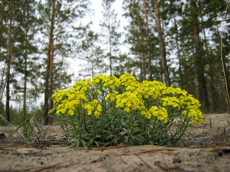 Изображение особи Alyssum lenense.