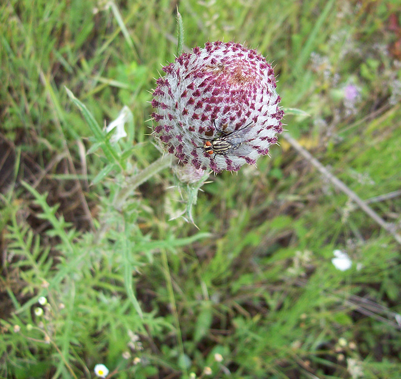 Image of Cirsium polonicum specimen.