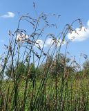 Schoenoplectus litoralis. Верхушки растений с соцветиями. Астраханская обл., Камызякский р-н, р. Старая Волга. 29.08.2009.